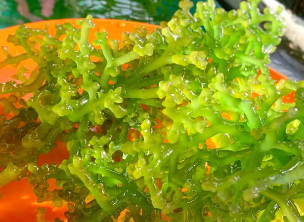 Sea Moss gel Health Benefits